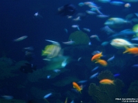 17413CrLeSh - Vancouver Aquarium.JPG